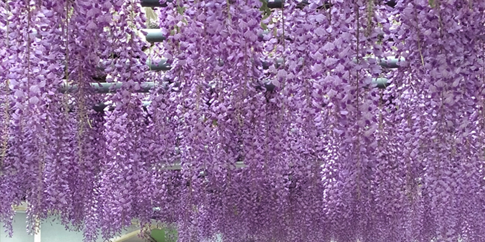 大阪市福島区の花　のだふじ