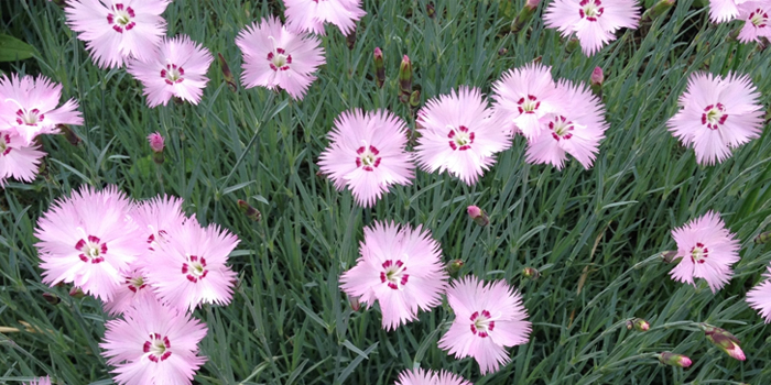 大阪市東住吉区の花　なでしこ