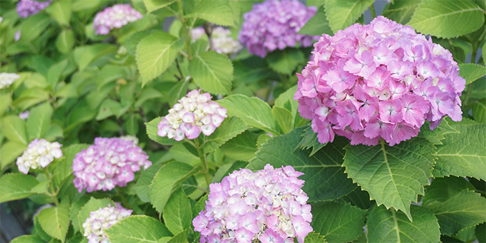 大阪市生野区の花　アジサイ