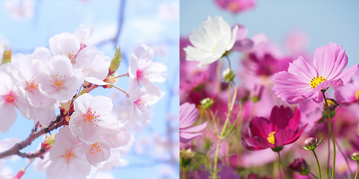 大阪市都島区の花　サクラ・コスモス