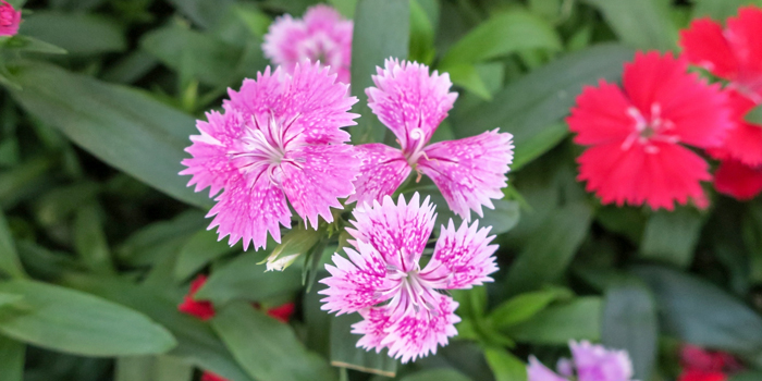 大阪市浪速区の花　なでしこ