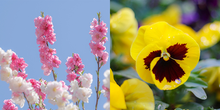 大阪市天王寺区の花　もも・パンジー