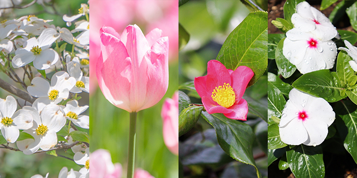 大阪市鶴見区の花　はなみずき・チューリップ・つばき・ニチニチソウ