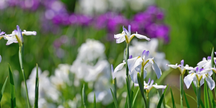 大阪府堺市の花 ハナショウブ