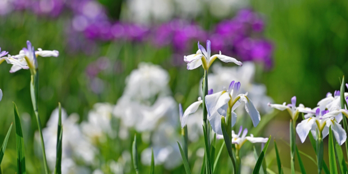 大阪府堺市の花　ハナショウブ