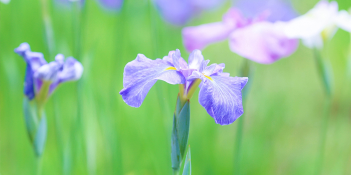 大阪府堺市の花　ハナショウブ