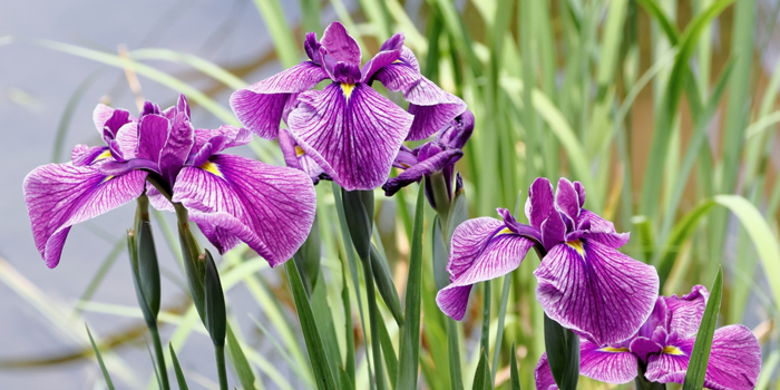 大阪府堺市の花　ハナショウブ