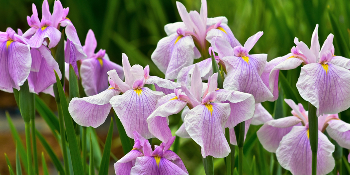 大阪府堺市の花　ハナショウブ