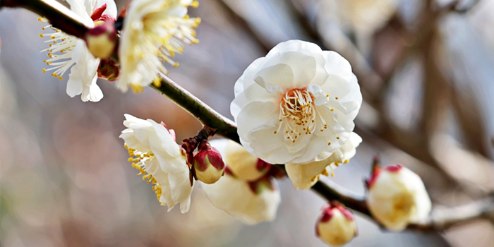 大阪府泉南市の花　ウメ