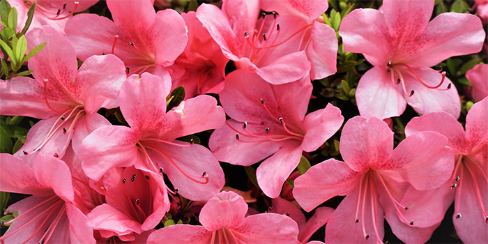 大阪府四條畷市の花　サツキ