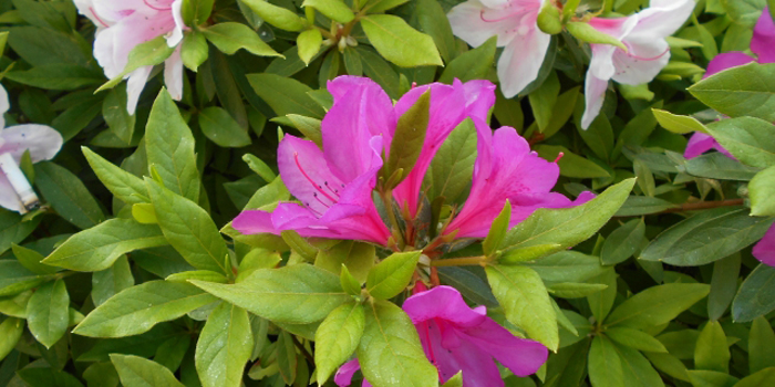 大阪市大正区の花 つつじ