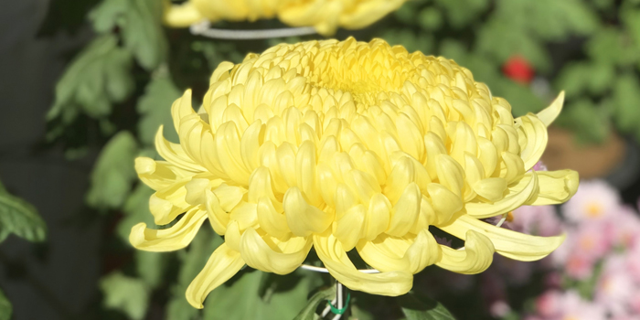 大阪府高石市の花　キク