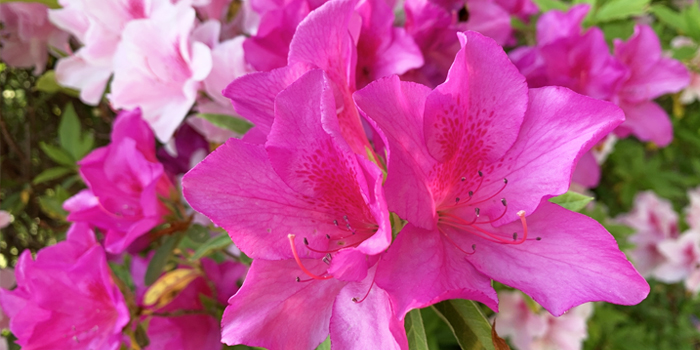 大阪府富田林市の花　つつじ