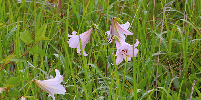 大阪府豊能郡能勢町の花　ササユリ