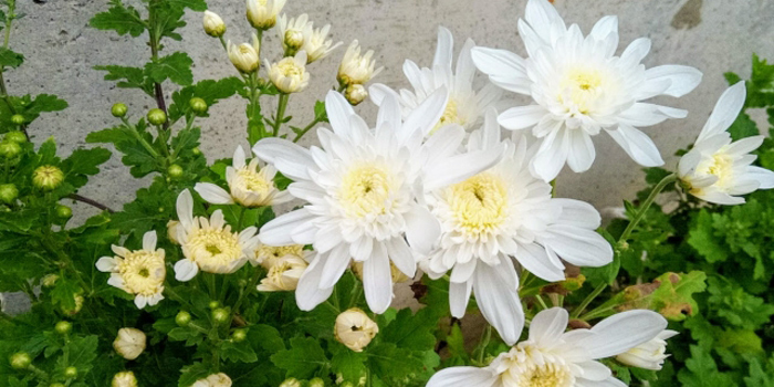 大阪府八尾市の花　キク