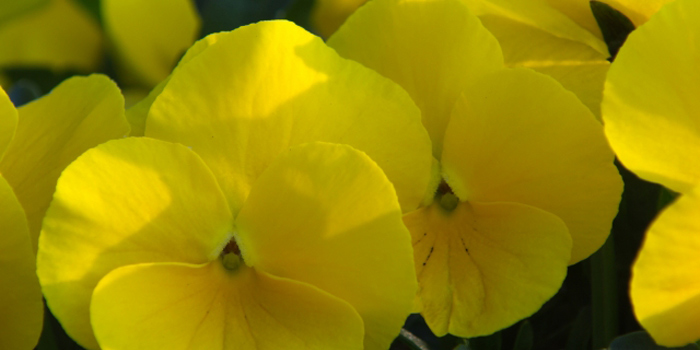 大阪市淀川区の花　パンジー