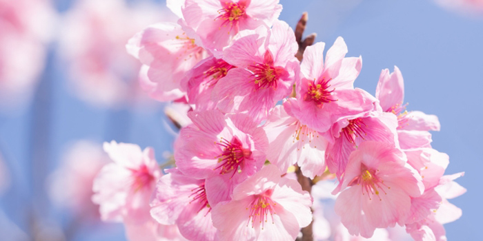 佐賀県有田町の花　桜