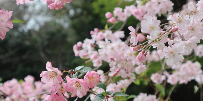 佐賀県玄海町の花　桜