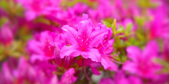 佐賀県伊万里市の花　つつじ