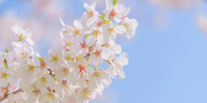 佐賀県神埼市の花　桜