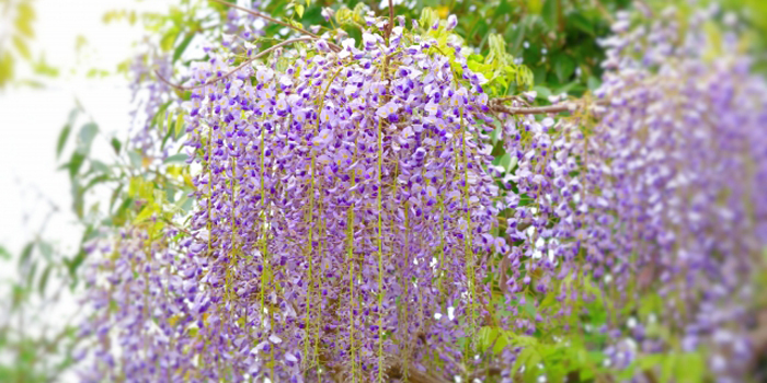 佐賀県唐津市の花　藤