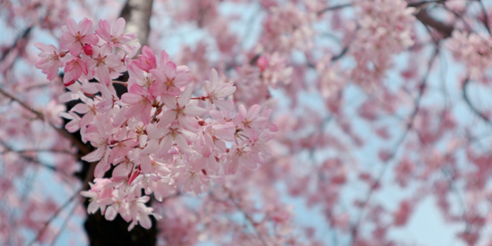 佐賀県鹿島市の花　桜