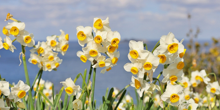 佐賀県杵島郡江北町の花　水仙