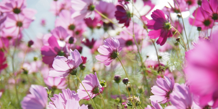 佐賀県三養基郡みやき町の花　コスモス