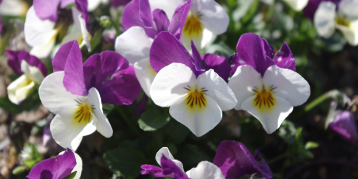 佐賀県杵島郡大町町の花　三色すみれ