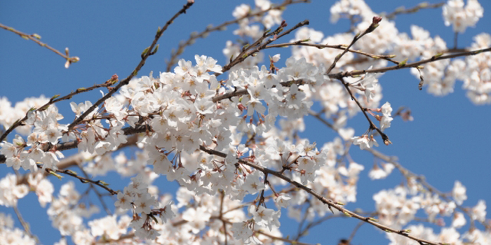 佐賀県佐賀市の花　サクラ