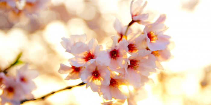 佐賀県杵島郡白石町の花　桜