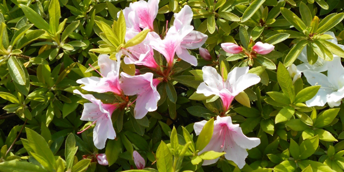 佐賀県武雄市の花　つつじ