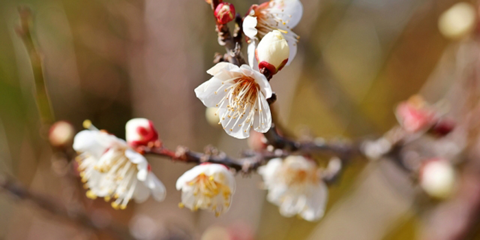 佐賀県多久市の花　梅