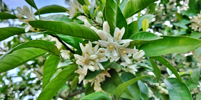 佐賀県藤津郡太良町の花　水仙