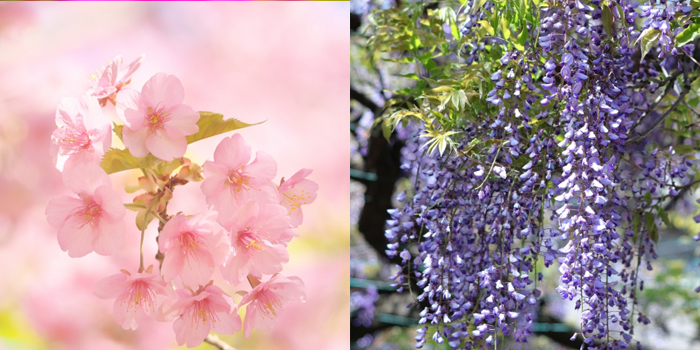 佐賀県嬉野市の花 桜・藤