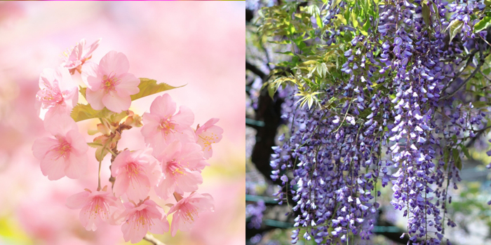 佐賀県嬉野市の花　桜・藤