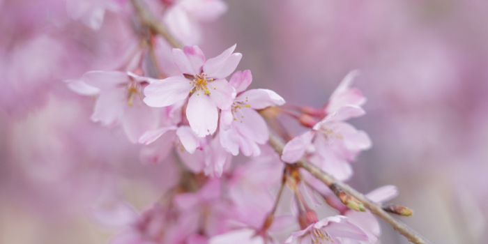 佐賀県神埼郡吉野ヶ里町の花　桜