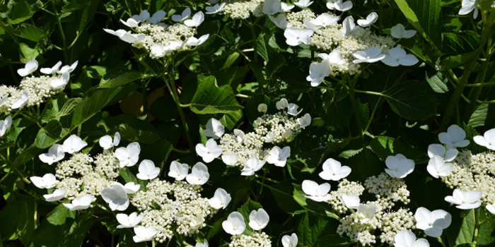 相模原市の花 アジサイ