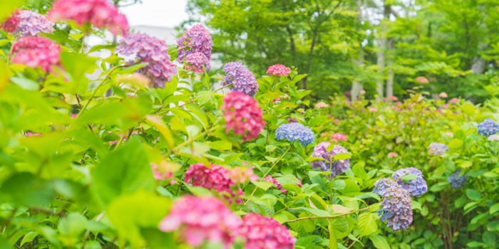 相模原市の花　あじさい