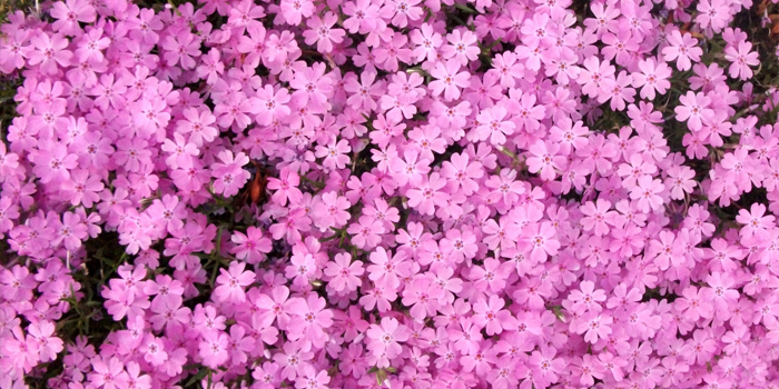 埼玉県の花、サクラソウ