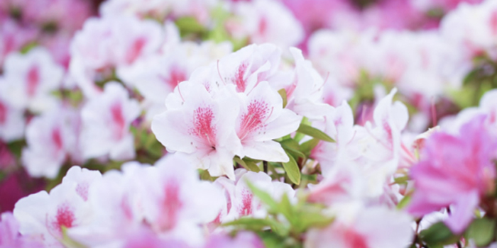 埼玉県上尾市の花　ツツジ