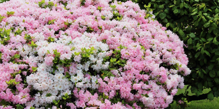 埼玉県朝霞市の花　ツツジ