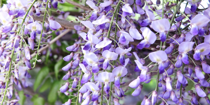 茨城県取手市の花　ツツジ、フジ