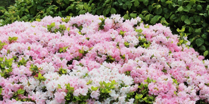 埼玉県飯能市の花　ツツジ