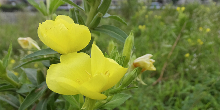 埼玉県本庄市の花　ツキミソウ