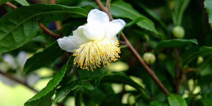 埼玉県入間市の花　茶の花