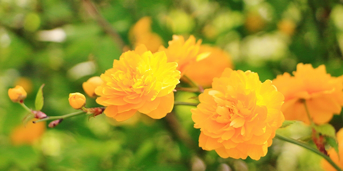 埼玉県の花、やまぶき