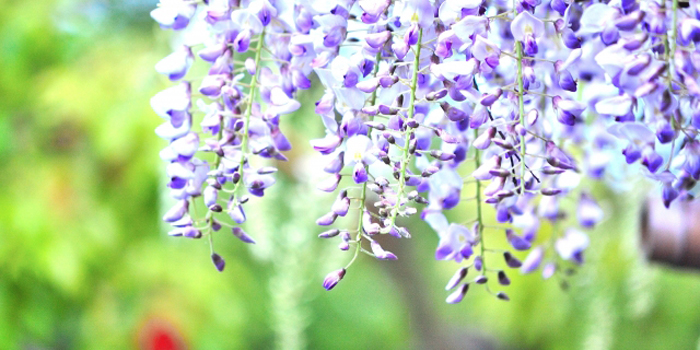 埼玉県春日部市の花　フジ