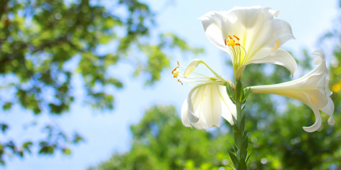 埼玉県川口市の花　テッポウユリ