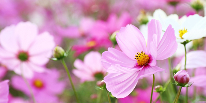 埼玉県久喜市の花　コスモス